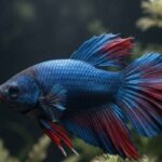 Realistic betta fish showing body structure, fins, and anatomical features.