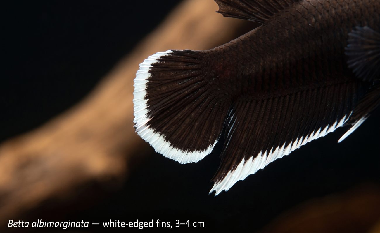 Close-up of Betta albimarginata showing distinctive white-edged caudal and anal fins.
