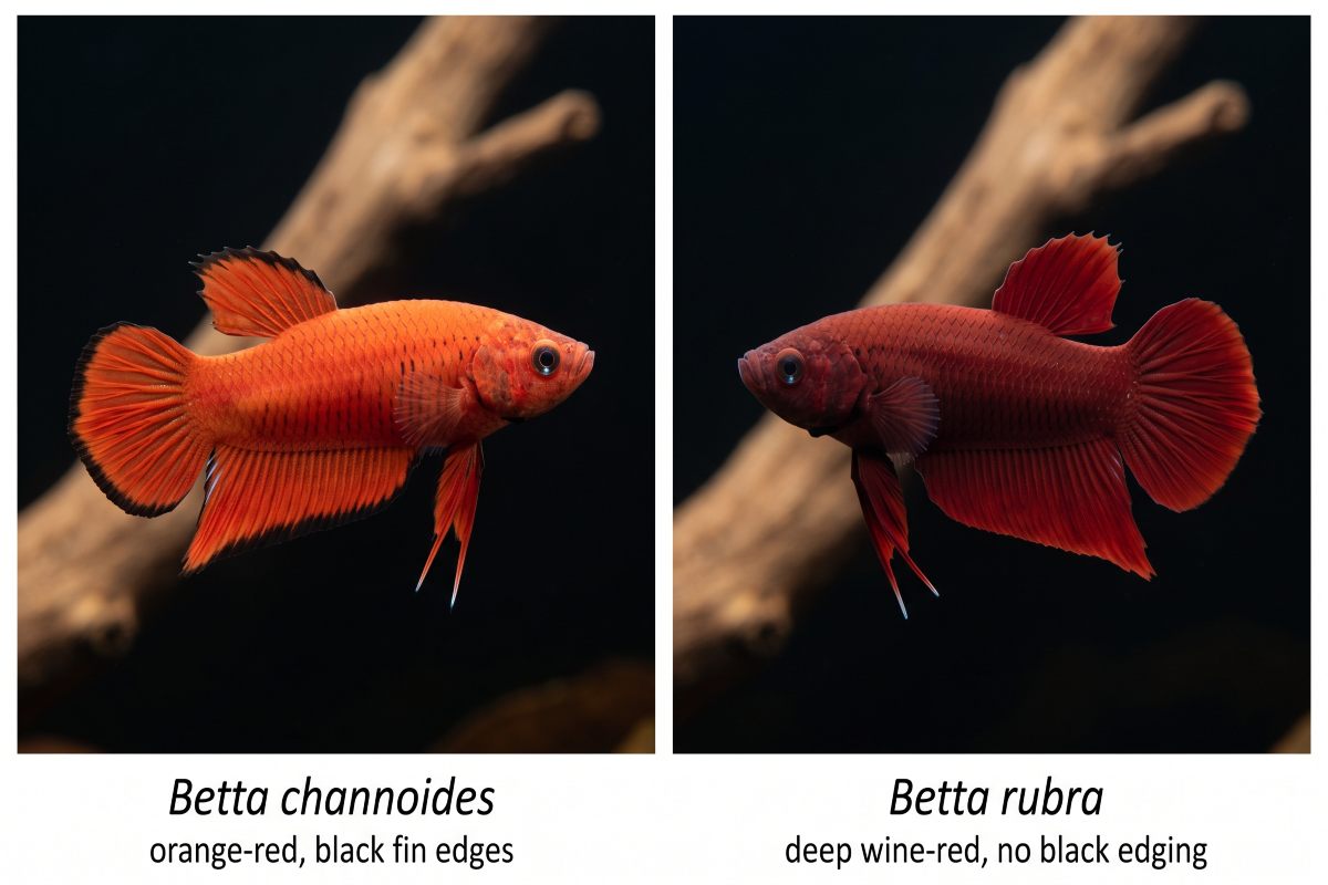 Side-by-side comparison of Betta channoides and Betta rubra highlighting their distinct red coloration and fin edging.
