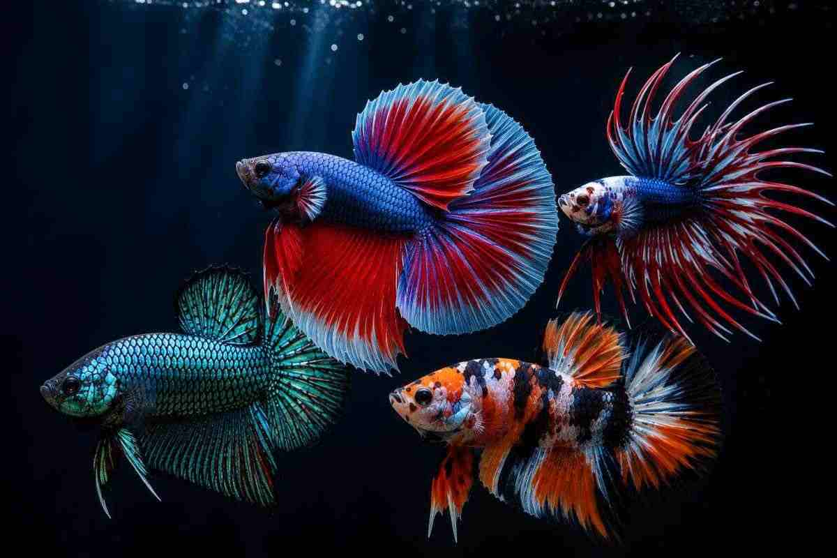 Collage of popular betta fish varieties featuring Halfmoon, Crowntail, Dragon Scale, and Koi bettas in different colors and fin types.