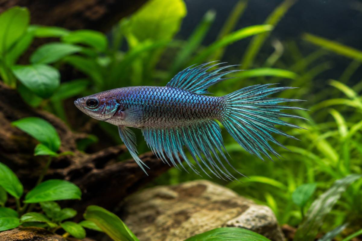 Female crowntail betta fish displaying its spiky tail fins in an aquarium.