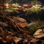 Five wild betta fish species displaying natural colors in a Southeast Asian blackwater habitat.