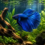 A vibrant blue betta fish swimming in a beautifully planted freshwater aquarium.