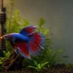 Betta fish receiving treatment for ich disease in a quarantine aquarium.
