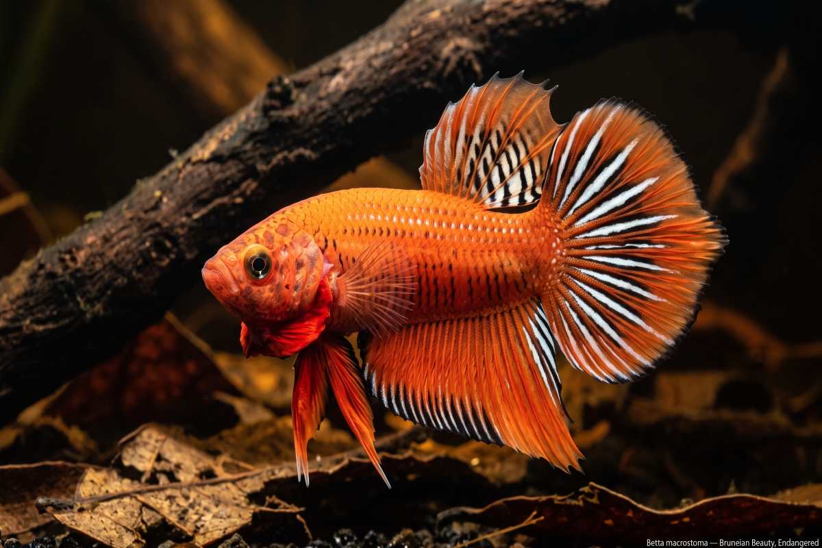 Betta macrostoma flaring its orange-red body and black-and-white banded tail.