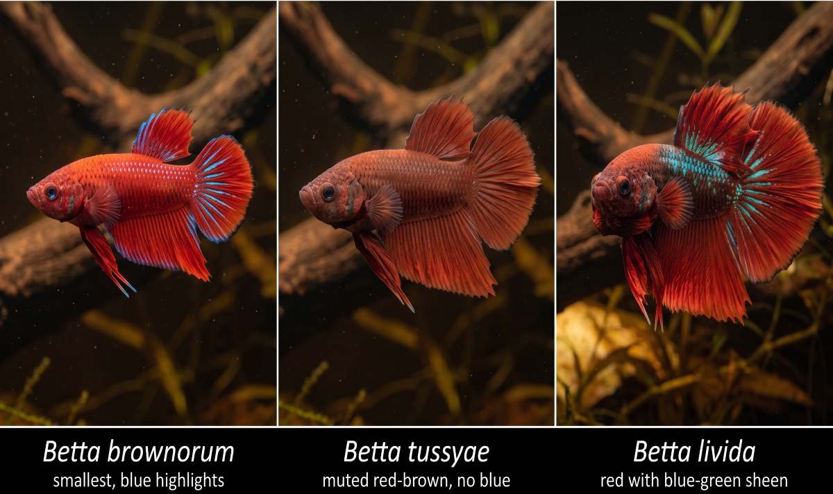 Three Coccina-complex bettas compared: brownorum, tussyae, and livida.