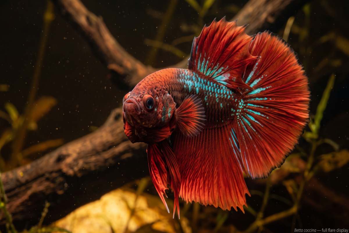 Betta coccina in full flare, showing deep red coloration and iridescent blue-green highlights.