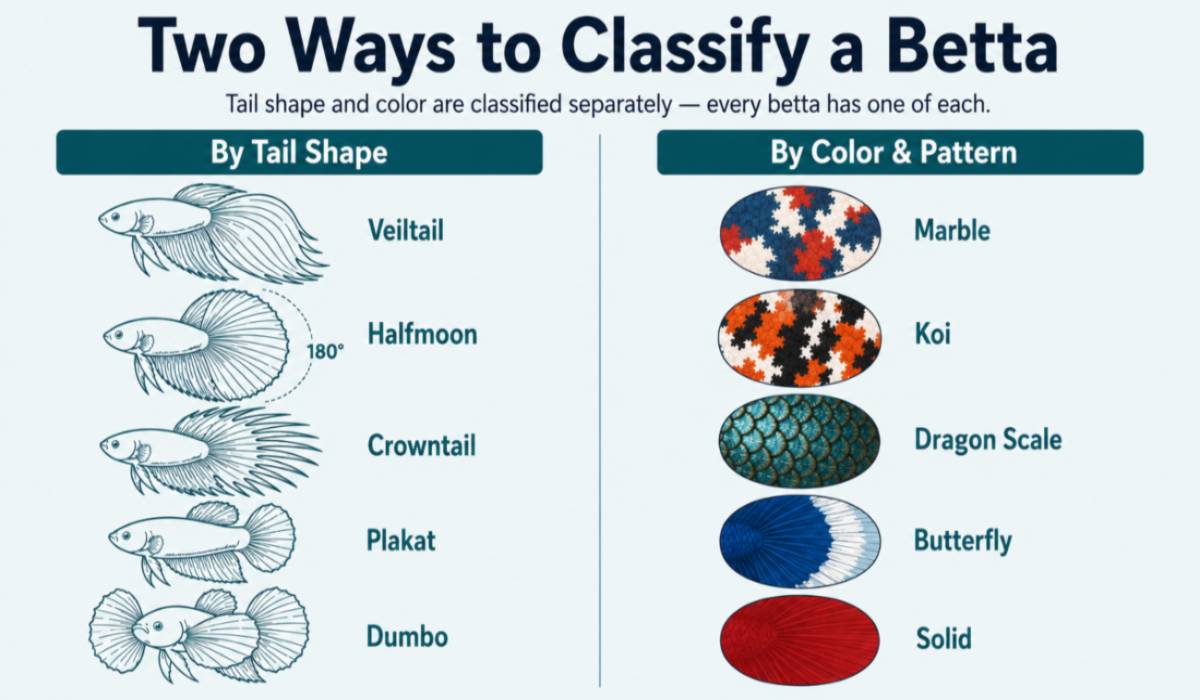 Betta fish classification infographic showing tail shapes (Veiltail, Halfmoon, Crowntail, Plakat, Dumbo) and color patterns (Marble, Koi, Dragon Scale, Butterfly, Solid).