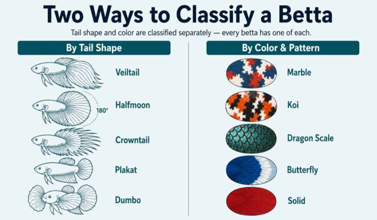 Betta fish classification infographic showing varieties grouped by tail shape and body color.