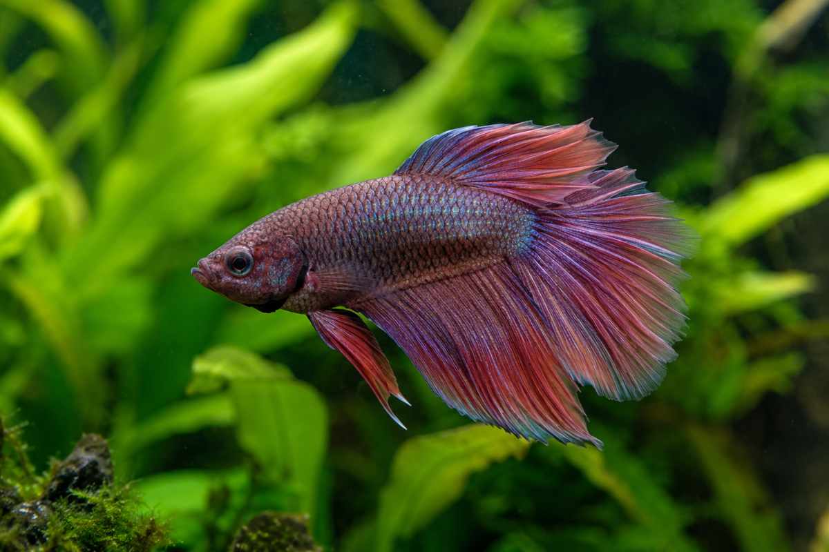 Female veiltail betta with a rounded body and short flowing tail.