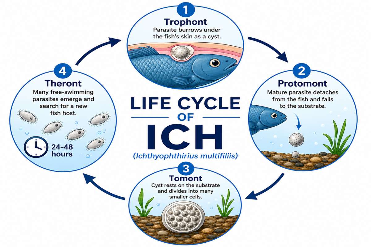 Diagram showing the four-stage life cycle of the Ich parasite in freshwater fish