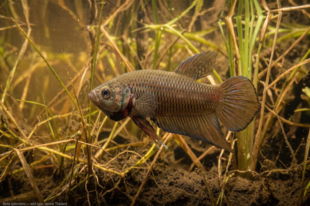 Wild Betta splendens in its natural rice paddy habitat in central Thailand.