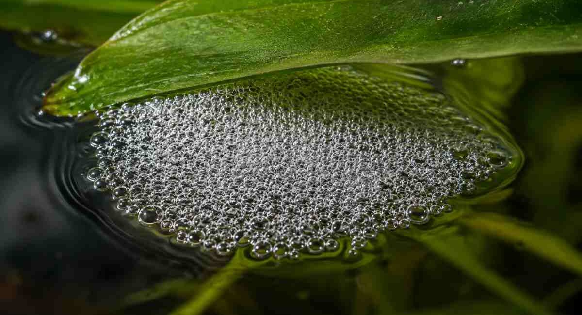Close-up of a betta fish bubble nest floating under a leaf at the water surface.