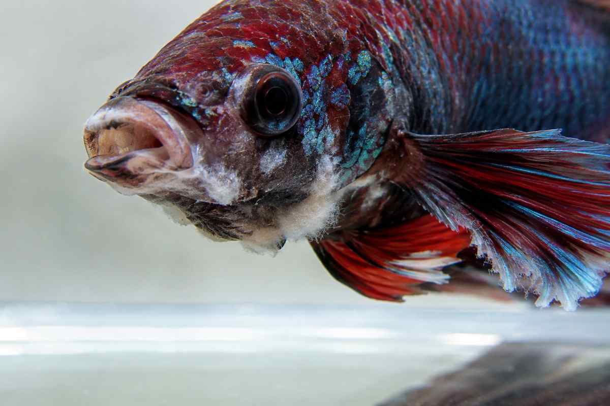 Betta fish with white cotton-like patches on its mouth and fin edge