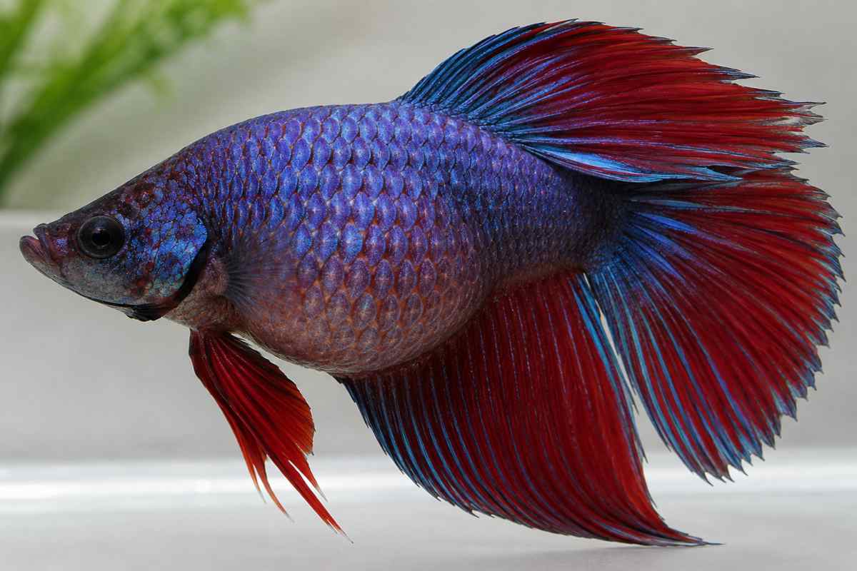 Betta fish with a visibly bloated belly