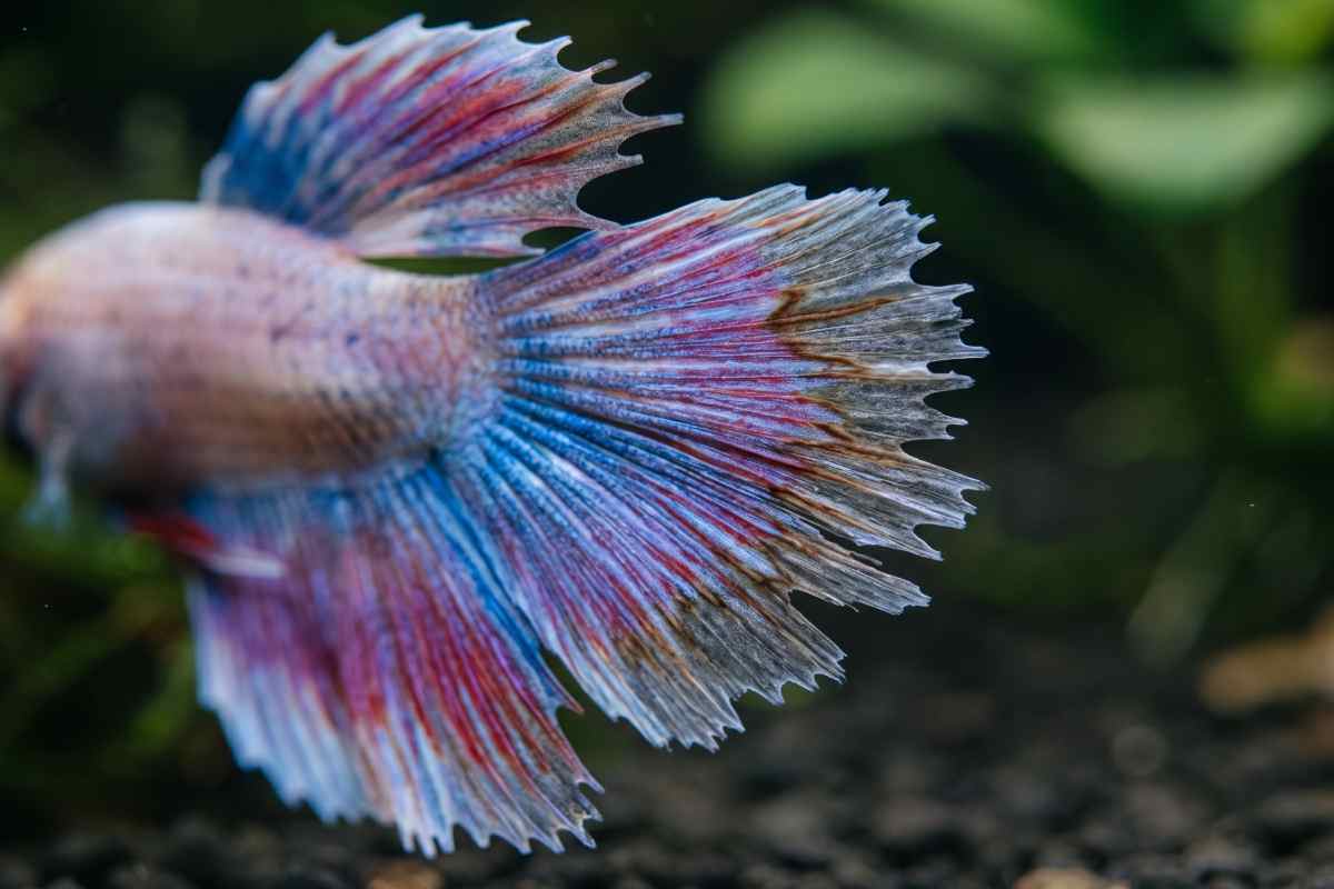 Betta fish with ragged, damaged fin edges
