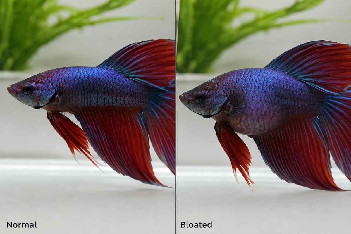 Betta fish comparison showing normal and bloated bellies