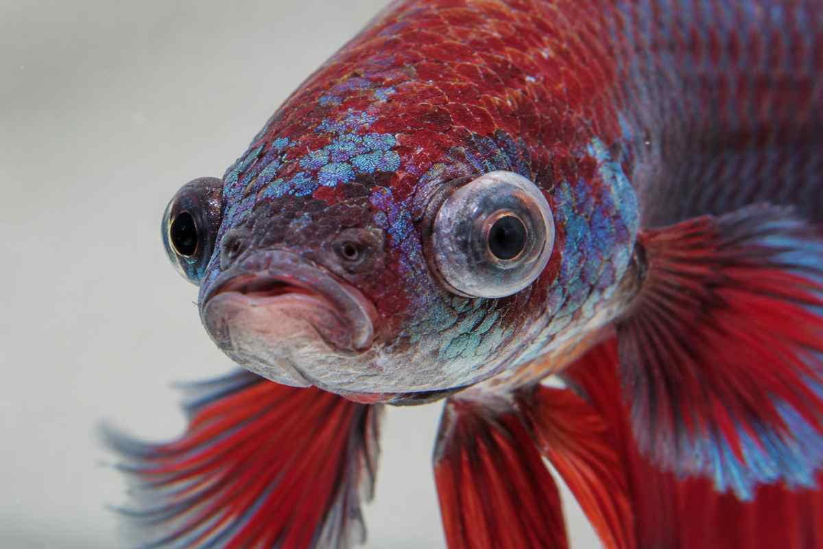 Betta fish with a swollen protruding eye