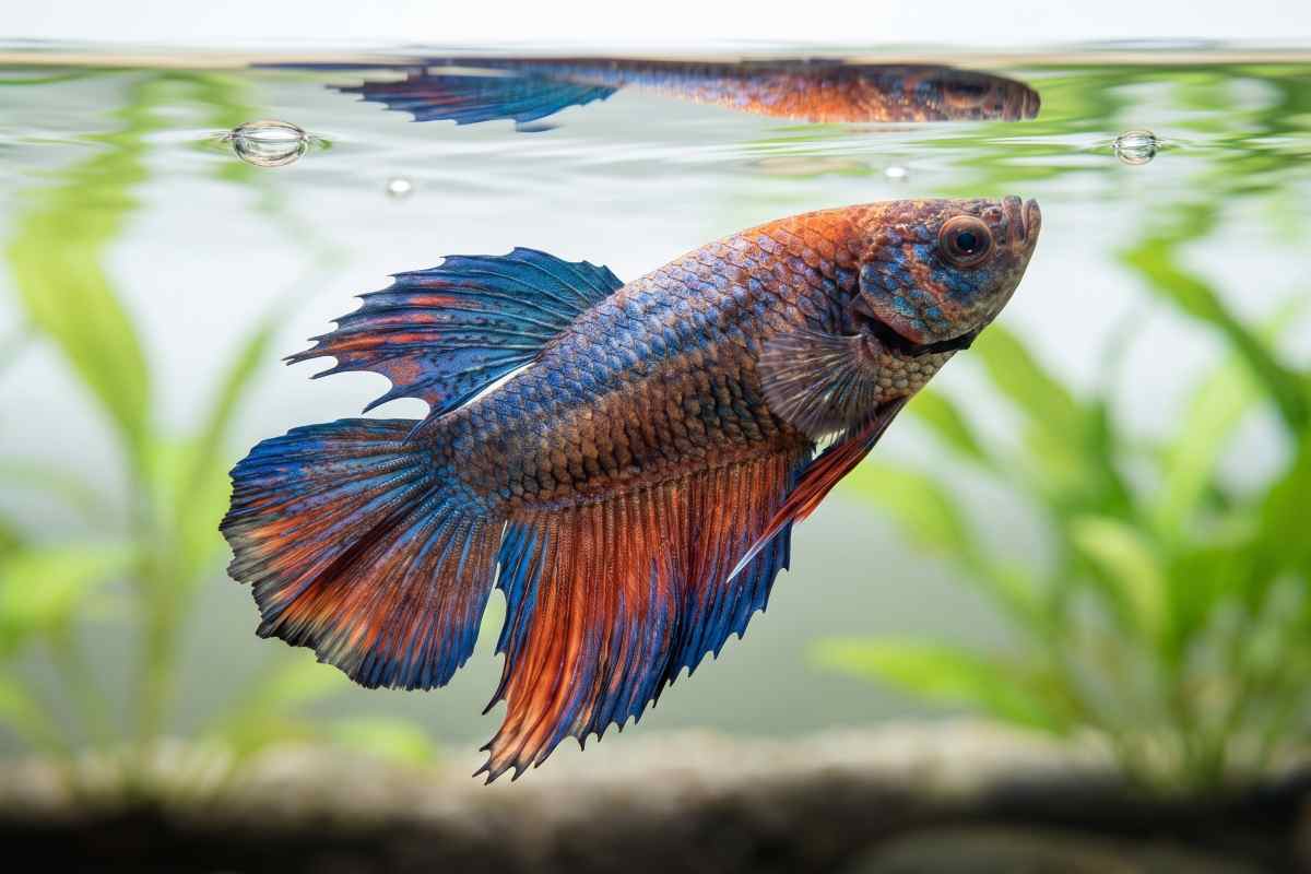 Betta fish floating abnormally near the surface