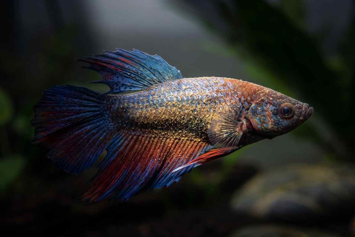 Betta fish with gold-colored dusting on its body
