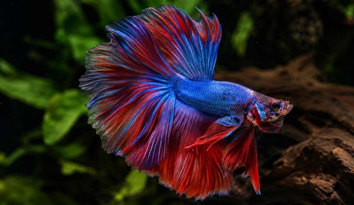 Blue and red halfmoon betta fish flaring its fins mid-swim in a planted aquarium.