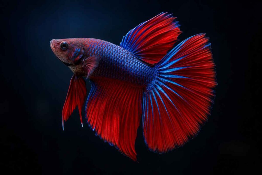 Adult male Delta Tail Betta fish with fins fully flared, red and blue coloration.