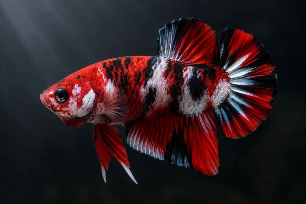 Red, black, and white Koi Betta Plakat fish with fins flared against a dark background.