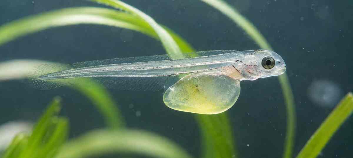 Macro photograph of a translucent freshwater fish larva with an attached yolk sac drifting near aquatic plants.