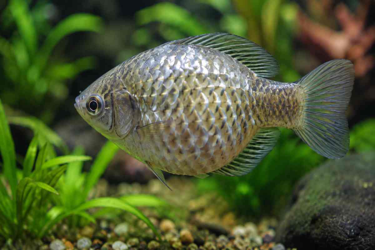 Freshwater aquarium fish showing visible dropsy symptoms and a swollen belly.