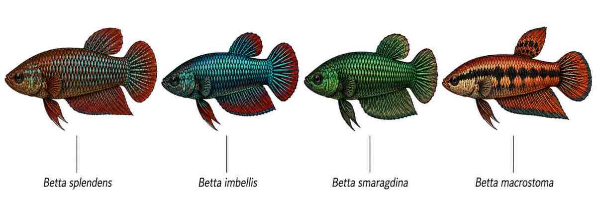 Illustrated comparison of four wild Betta fish species, Betta splendens, imbellis, smaragdina, and macrostoma, shown side by side with labels.