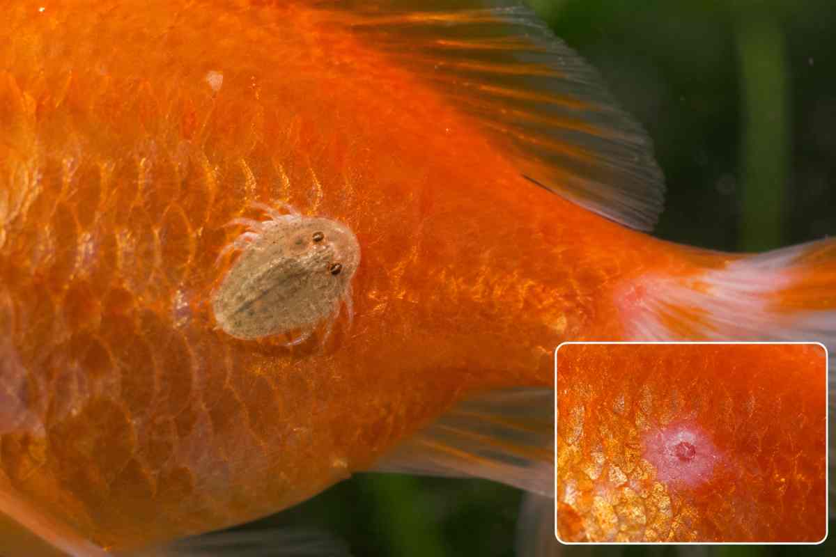 Close-up of a fish louse attached to a goldfish's flank, with inset showing the skin after removal.