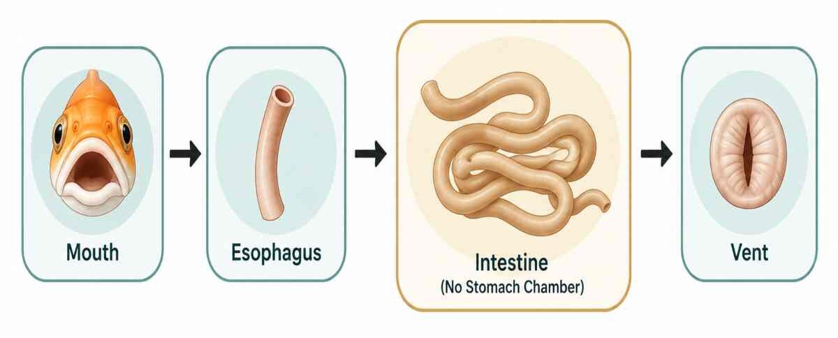 Flow diagram of a goldfish's digestive path from mouth to esophagus to intestine to vent, with no stomach chamber.