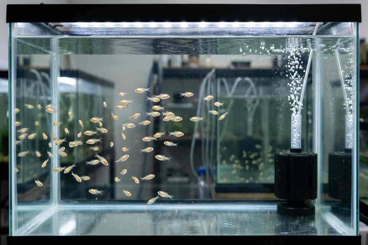 Bare-bottom goldfish fry grow-out tank with a sponge filter and a school of young fry.