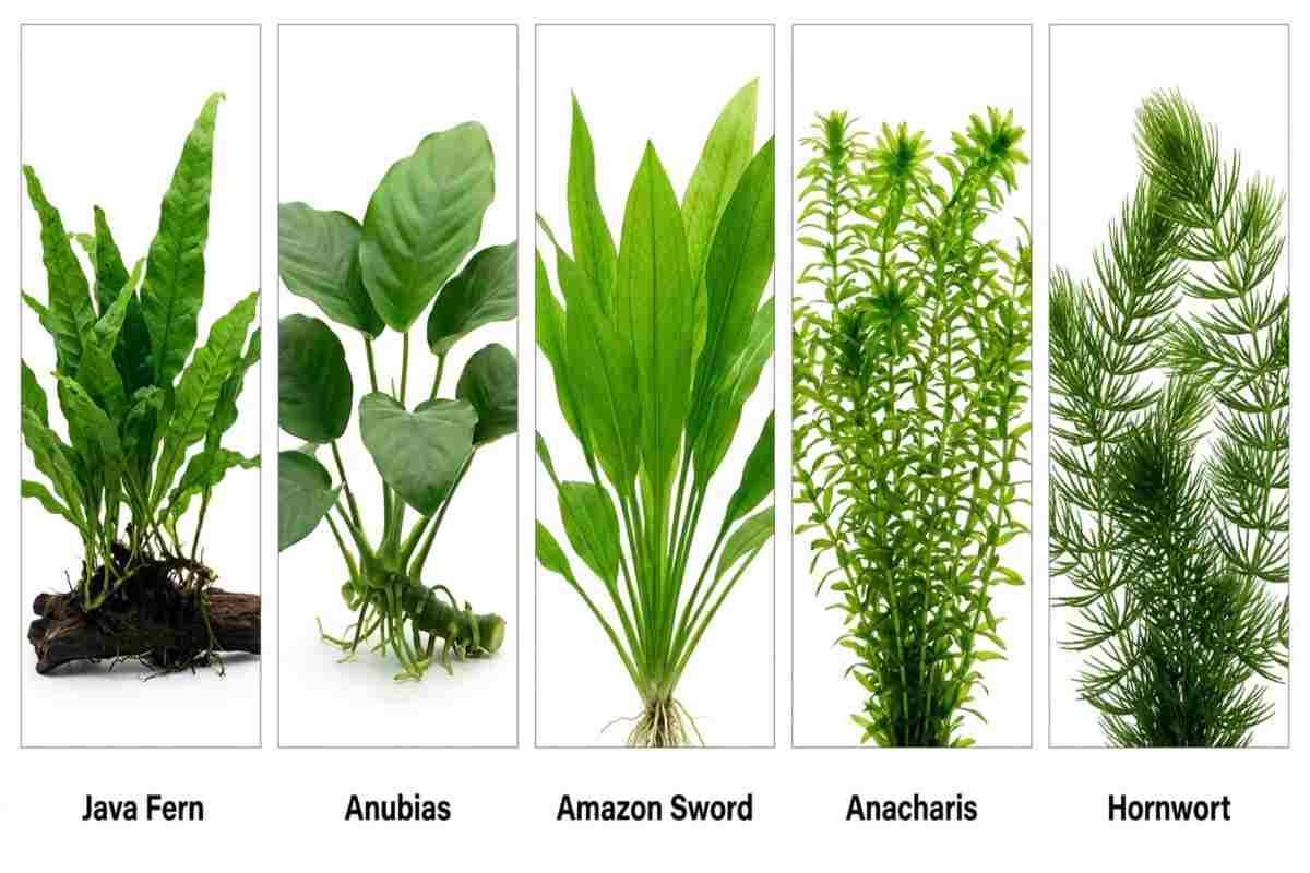 Five-panel grid of goldfish-safe aquarium plants: Java fern, Anubias, Amazon sword, anacharis, and hornwort.