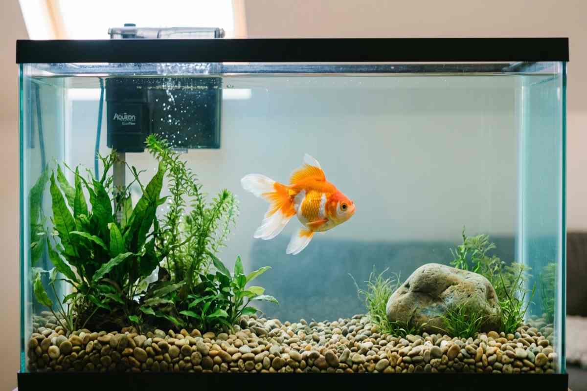 A well-planted freshwater aquarium set up correctly for a healthy pet goldfish.