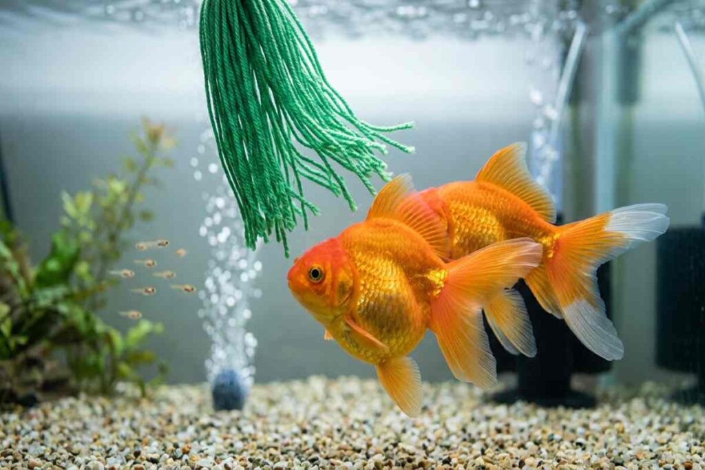 Adult goldfish pair near a spawning mop with young fry faintly visible in the background.