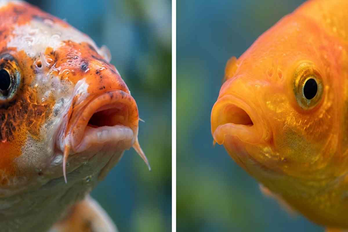Close-up comparison of koi barbels and a goldfish's smooth, barbel-free mouth.