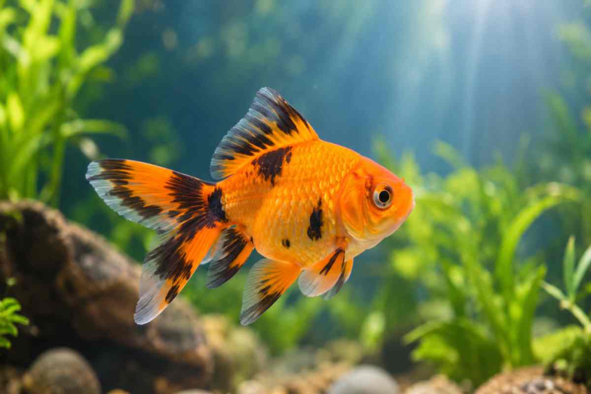 Orange goldfish with black patches on its fins and body in a clean aquarium.