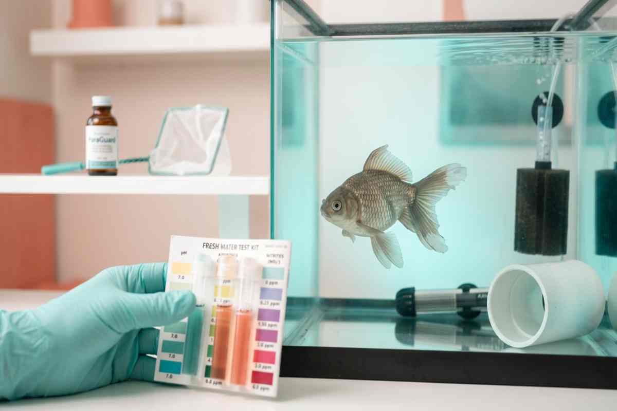 Goldfish with frayed fins in a hospital tank beside a water test kit