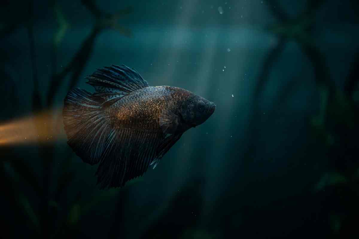 Dark betta fish lit by a flashlight beam revealing velvet disease's golden dust on its body.